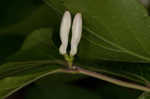 Amur honeysuckle